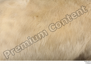 Polar bear back fur 0001.jpg